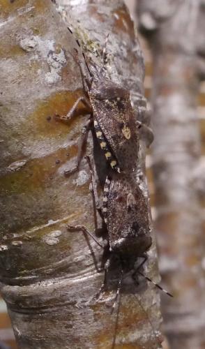 Réf. 179 947 : Rhaphigaster nebulosa